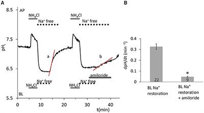 No Change in Bicarbonate Transport but Tight-Junction Formation Is Delayed by Fluoride in a Novel Ameloblast Model